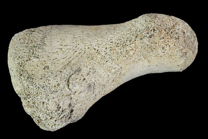 Hadrosaur Finger Bone - Alberta (Disposition #-) #95158
